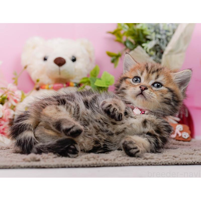 販売中の神奈川県のミヌエット-134732の8枚目