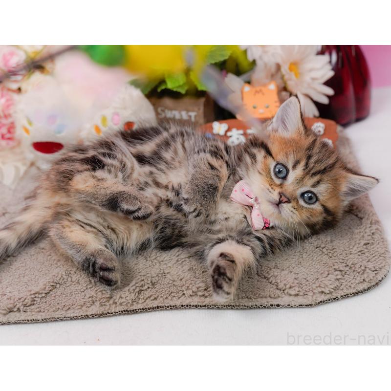 販売中の神奈川県のミヌエット-134732の7枚目