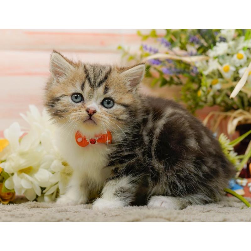 販売中の神奈川県のミヌエット-134733の14枚目