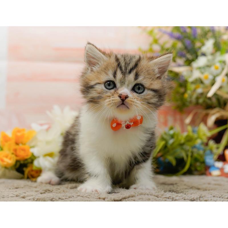 販売中の神奈川県のミヌエット-134733の13枚目