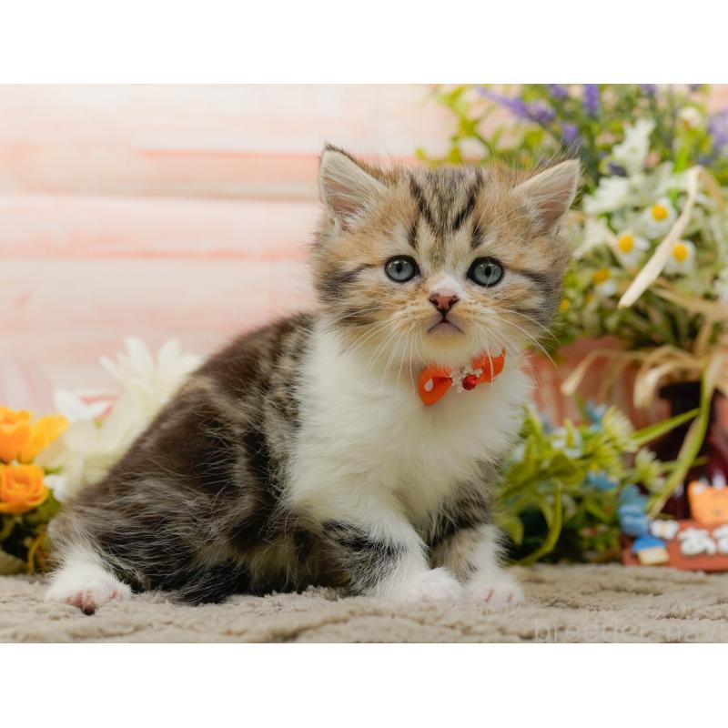 販売中の神奈川県のミヌエット-134733の12枚目