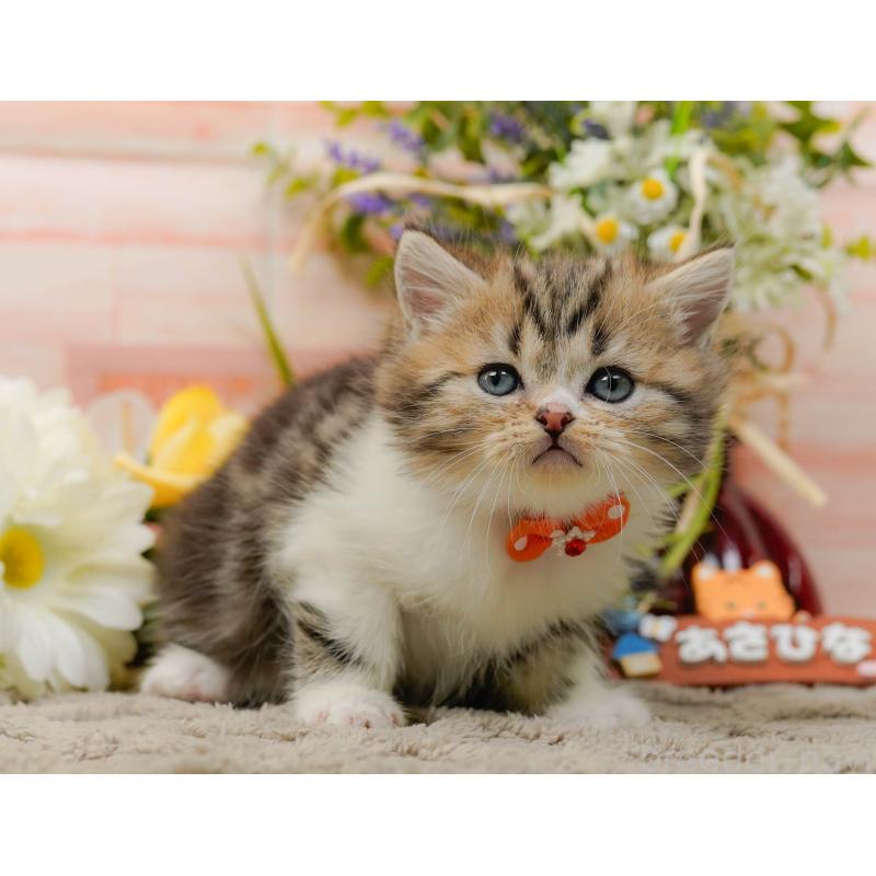 販売中の神奈川県のミヌエット-134733の10枚目