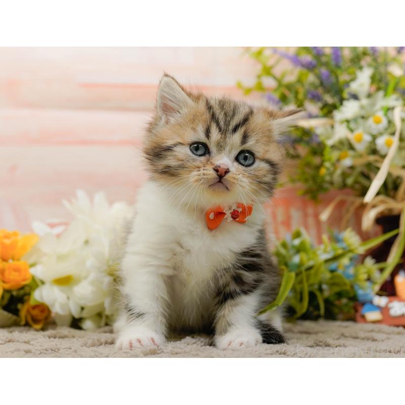 販売中の神奈川県のミヌエット-134733の9枚目