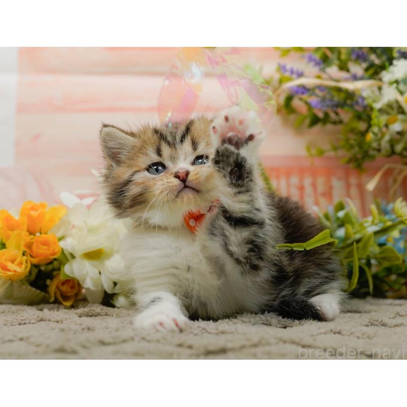 販売中の神奈川県のミヌエット-134733の7枚目