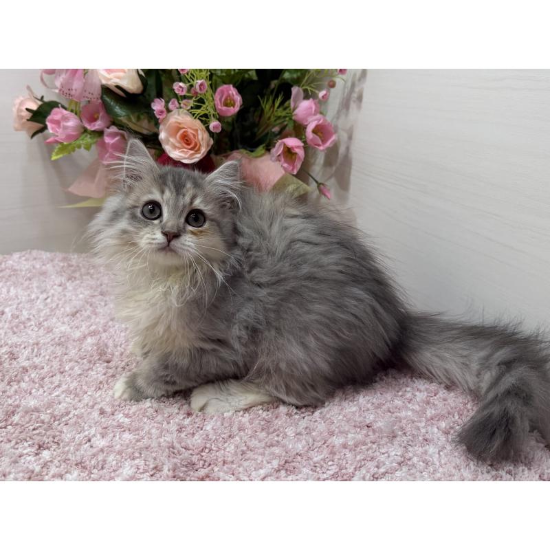 成約済の東京都のラガマフィン-133928の4枚目