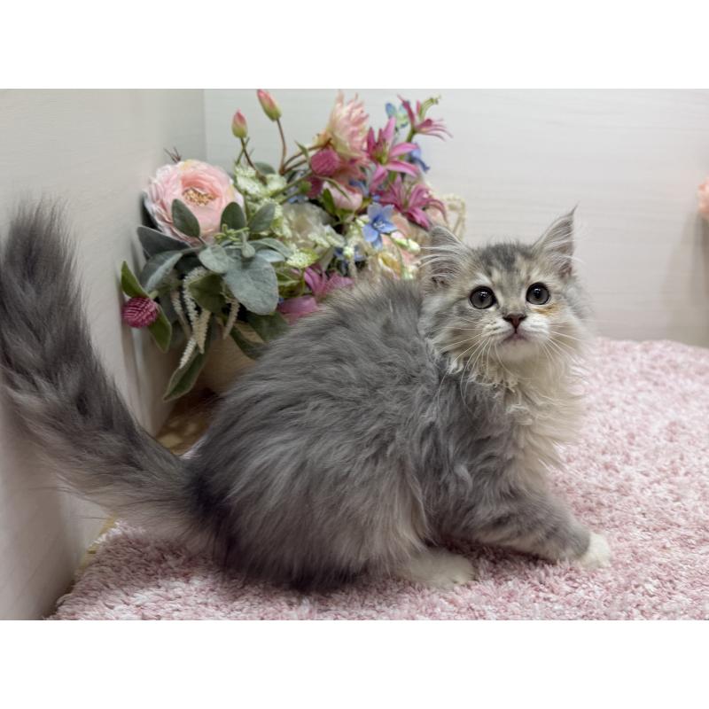 成約済の東京都のラガマフィン-133928の3枚目