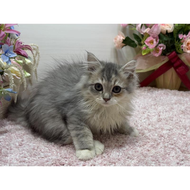 成約済の東京都のラガマフィン-133928の2枚目