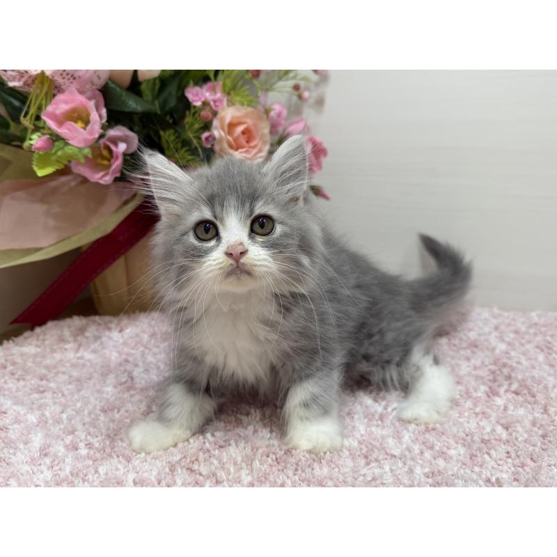 販売中の東京都のラガマフィン-133801の5枚目