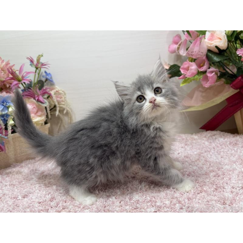 販売中の東京都のラガマフィン-133801の4枚目