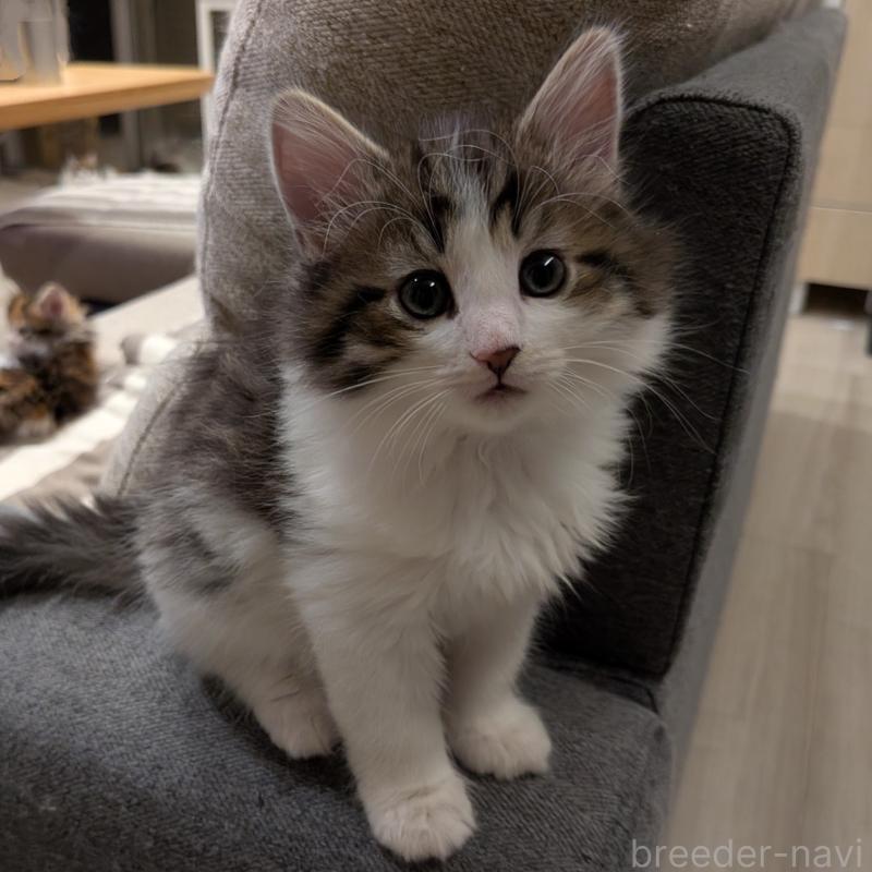 販売中の埼玉県のノルウェージャンフォレストキャット-134163