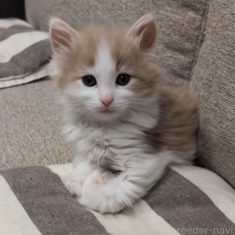 販売中の埼玉県のノルウェージャンフォレストキャット-134155