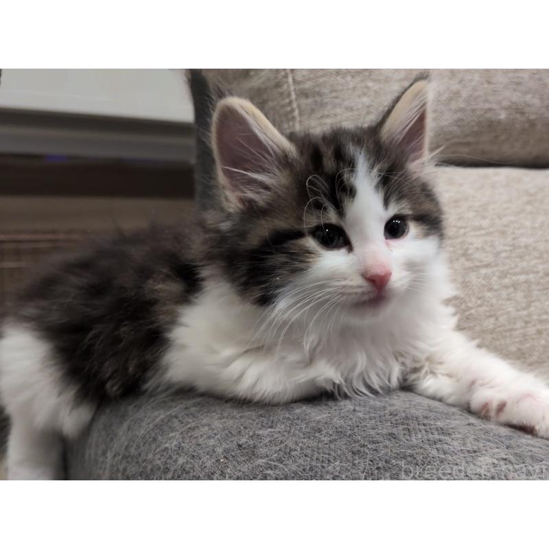 販売中の埼玉県のノルウェージャンフォレストキャット-134153の16枚目