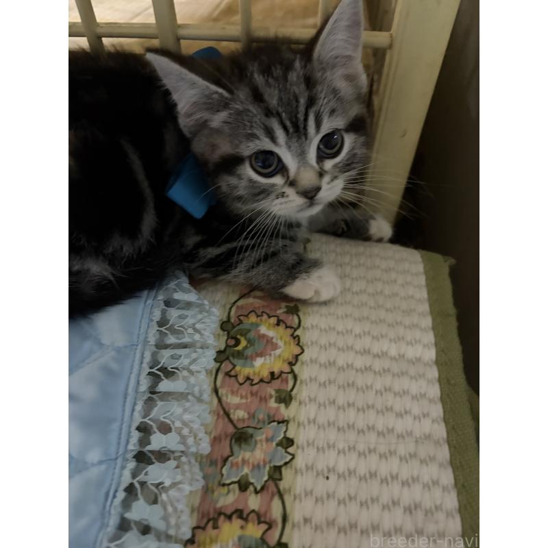 販売中の神奈川県のスコティッシュフォールド-134199の35枚目