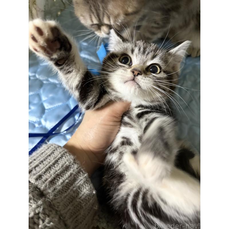 販売中の神奈川県のスコティッシュフォールド-134199