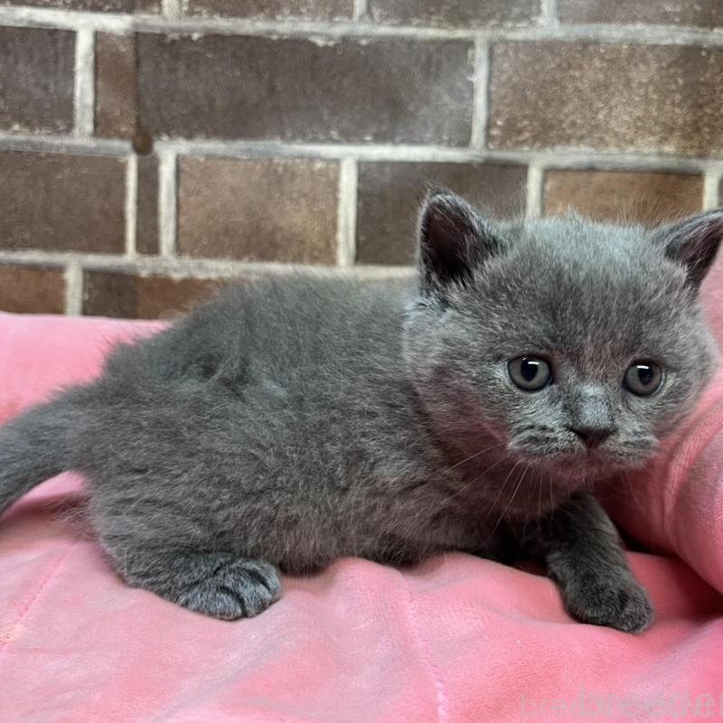 販売中の東京都のブリティッシュショートヘア-134646の12枚目