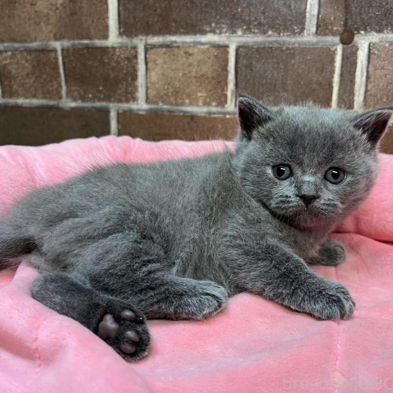 販売中の東京都のブリティッシュショートヘア-134646の10枚目