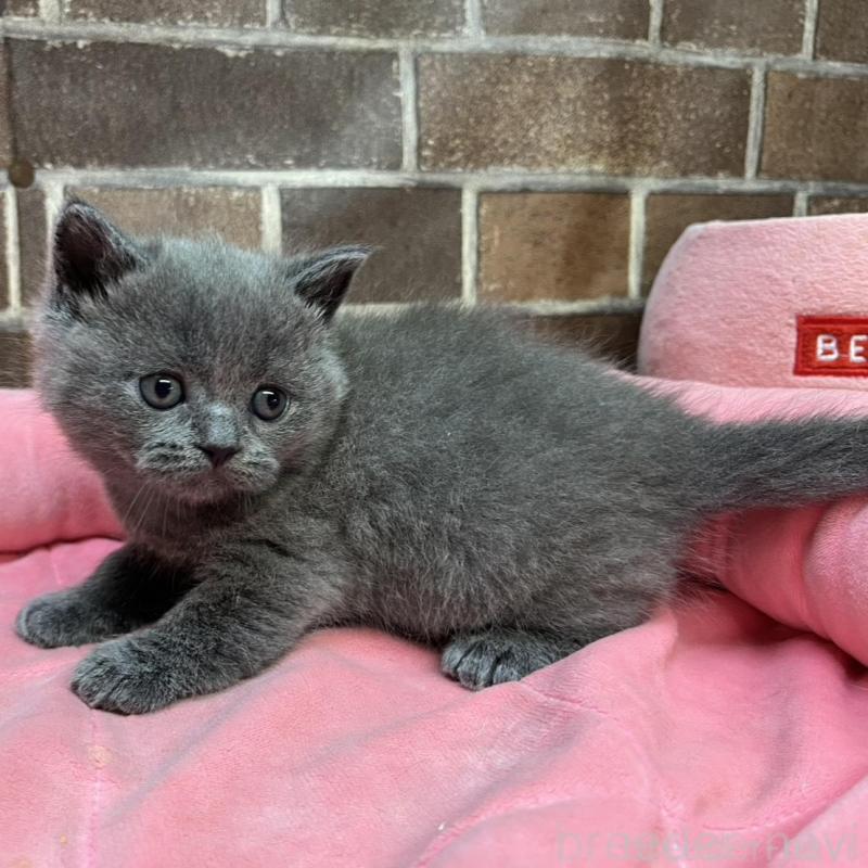 販売中の東京都のブリティッシュショートヘア-134646の9枚目