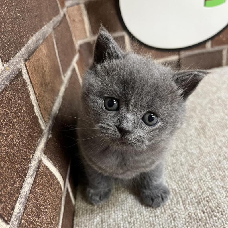 販売中の東京都のブリティッシュショートヘア-134646の8枚目