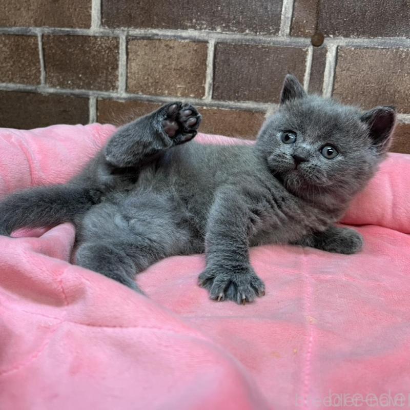 販売中の東京都のブリティッシュショートヘア-134646の7枚目