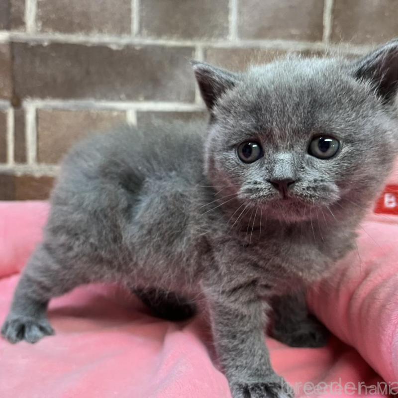 販売中の東京都のブリティッシュショートヘア-134646の6枚目