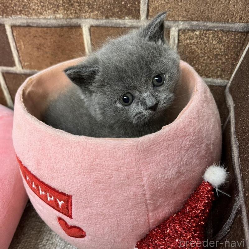 販売中の東京都のブリティッシュショートヘア-134646の5枚目