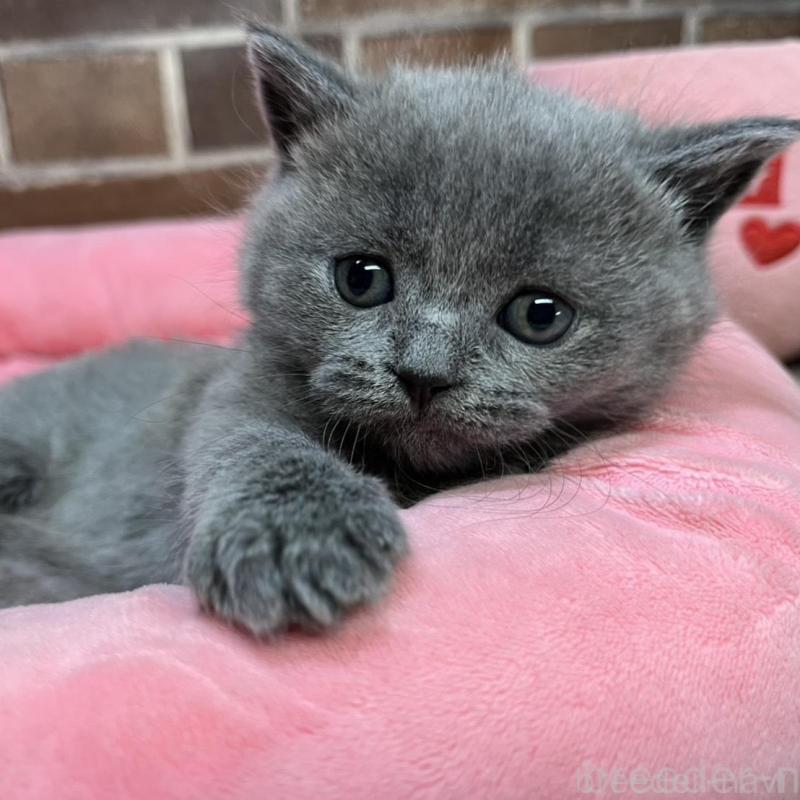 販売中の東京都のブリティッシュショートヘア-134646