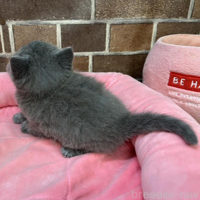 販売中の東京都のブリティッシュショートヘア-134646の4枚目