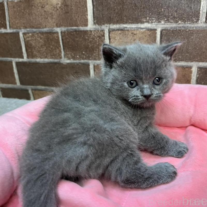 販売中の東京都のブリティッシュショートヘア-134646の3枚目