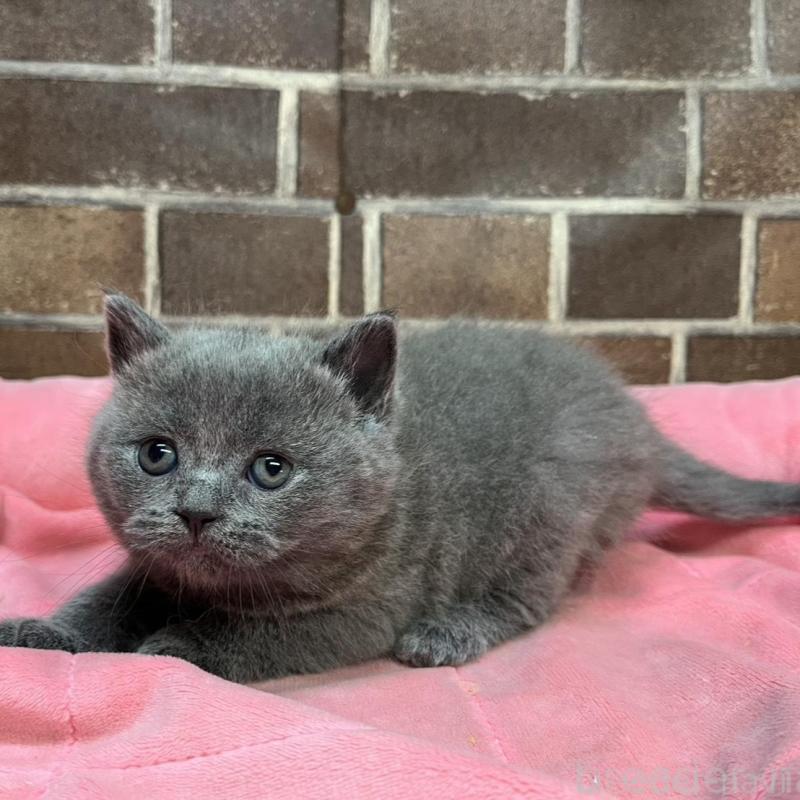 販売中の東京都のブリティッシュショートヘア-134646の2枚目