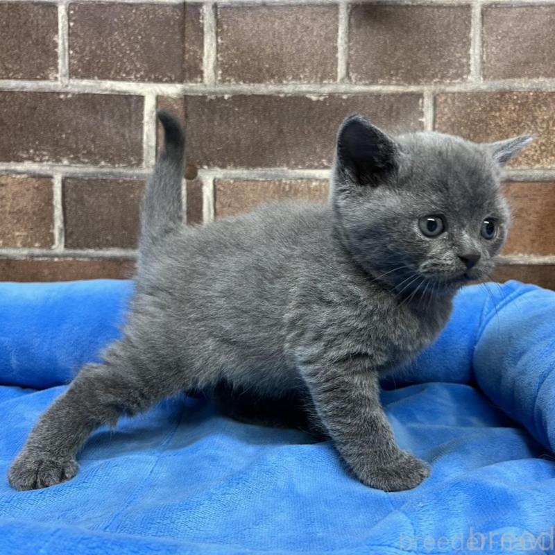 販売中の東京都のブリティッシュショートヘア-134647の9枚目