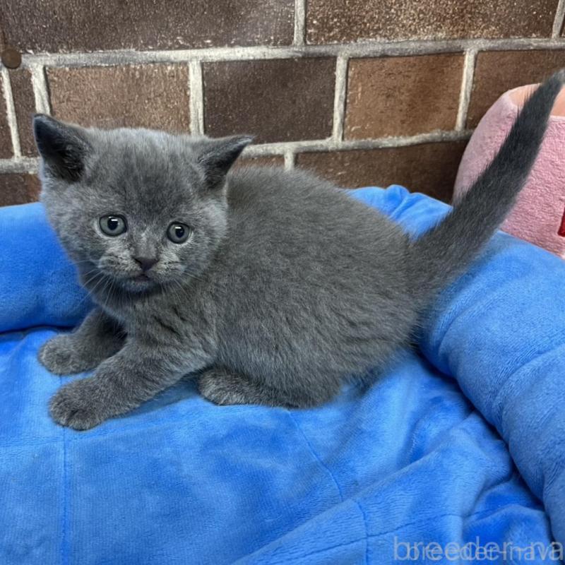 販売中の東京都のブリティッシュショートヘア-134647の8枚目