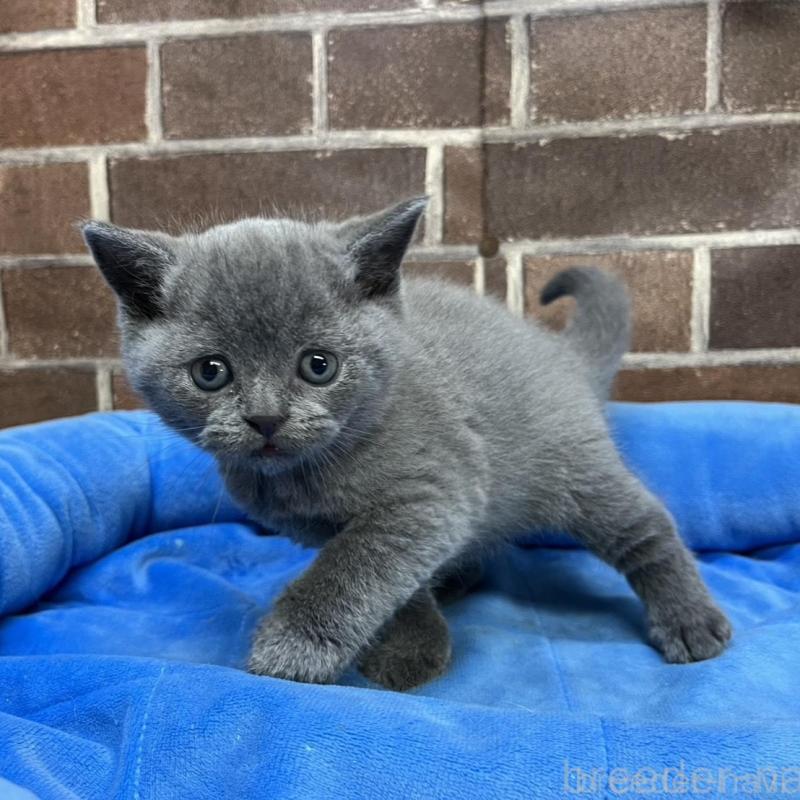 販売中の東京都のブリティッシュショートヘア-134647の7枚目