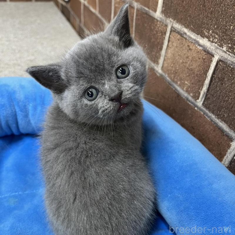 販売中の東京都のブリティッシュショートヘア-134647の5枚目