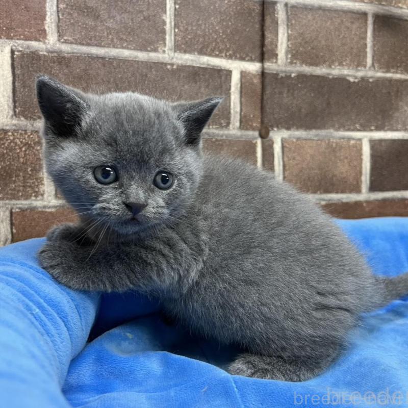 販売中の東京都のブリティッシュショートヘア-134647の4枚目