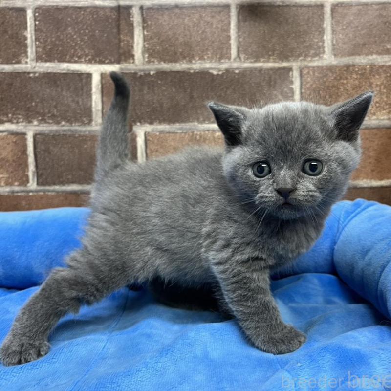 販売中の東京都のブリティッシュショートヘア-134647の3枚目