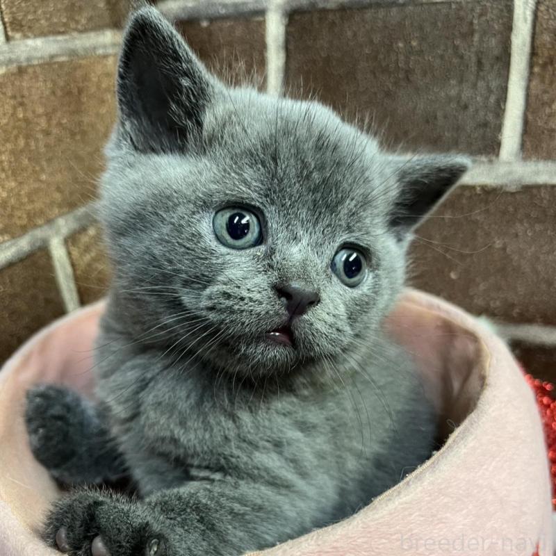 販売中の東京都のブリティッシュショートヘア-134647の2枚目