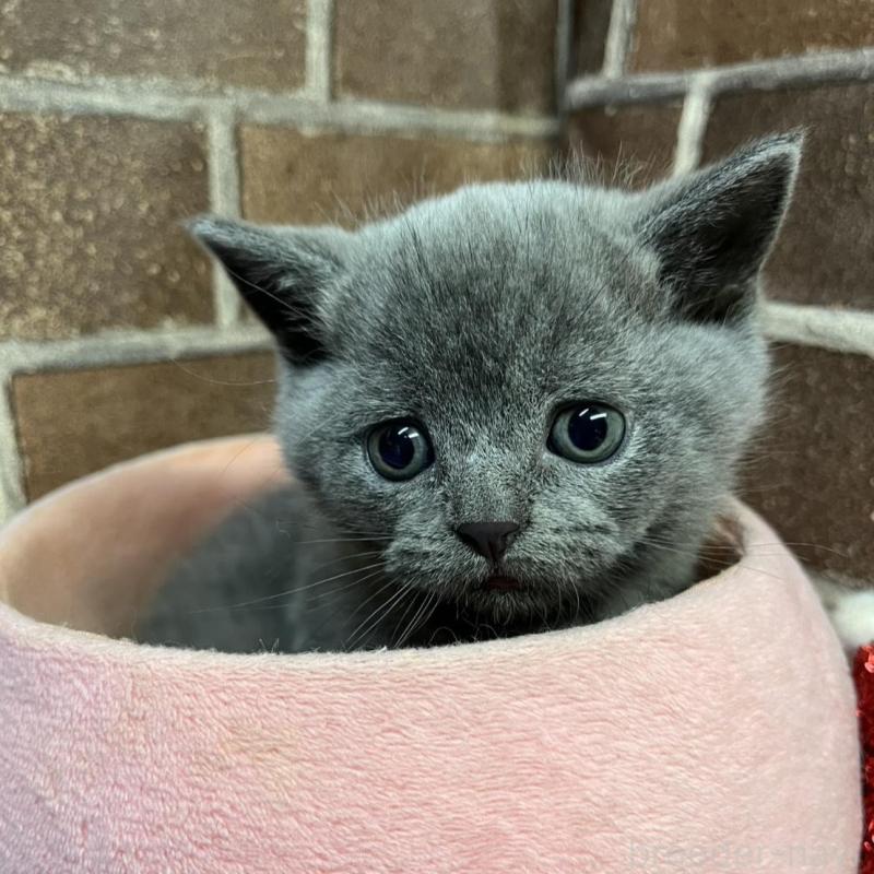 販売中の東京都のブリティッシュショートヘア-134647