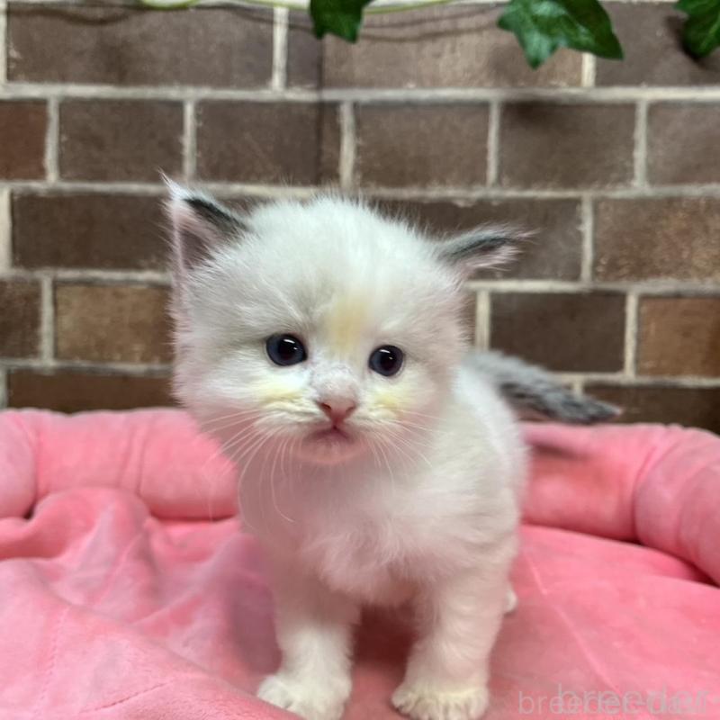 販売中の東京都のラグドール-134648の9枚目