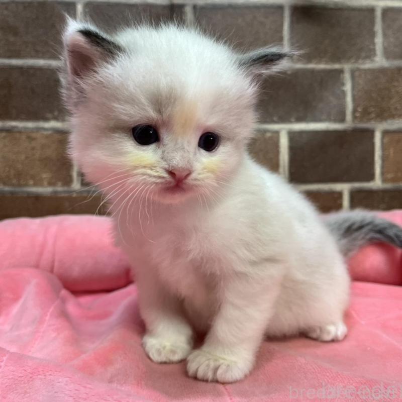 販売中の東京都のラグドール-134648の8枚目