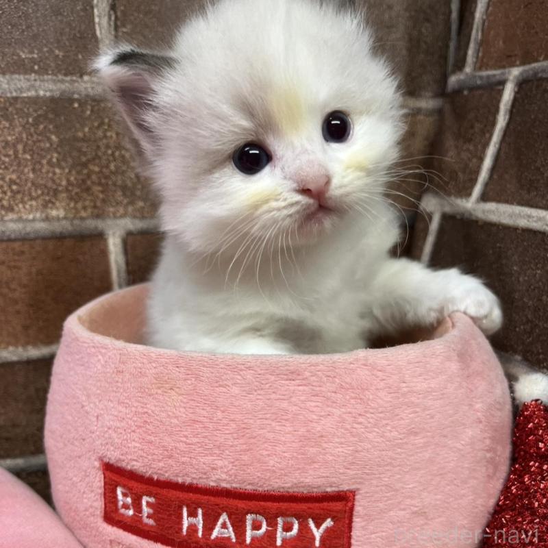 販売中の東京都のラグドール-134648の6枚目