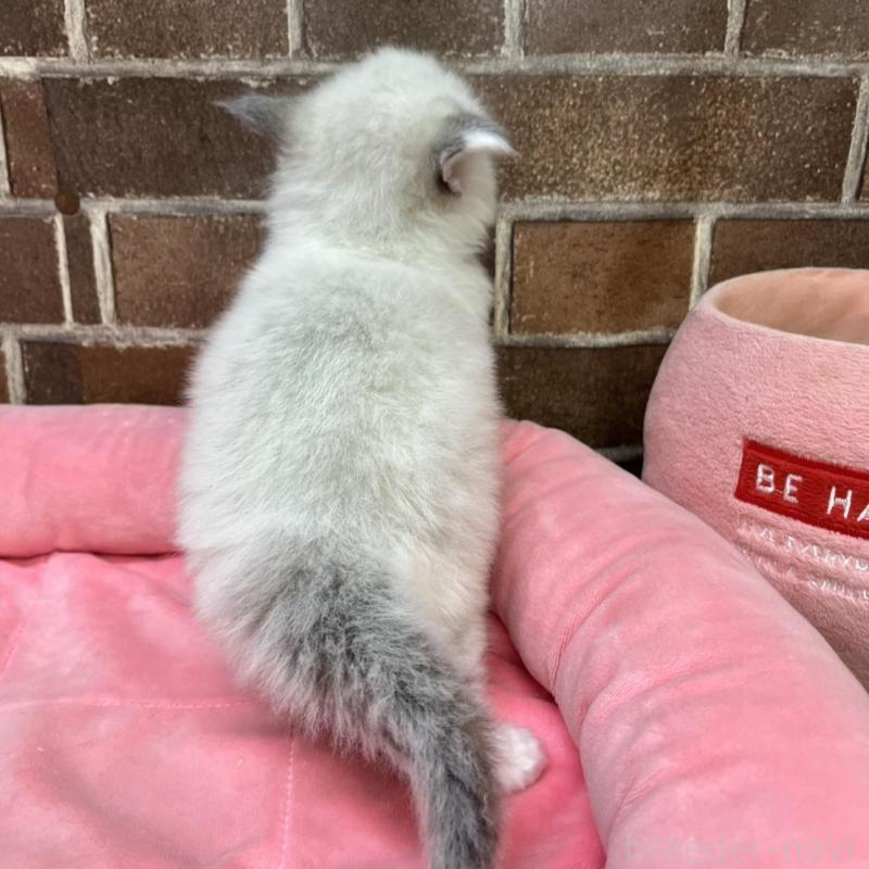 販売中の東京都のラグドール-134648の4枚目