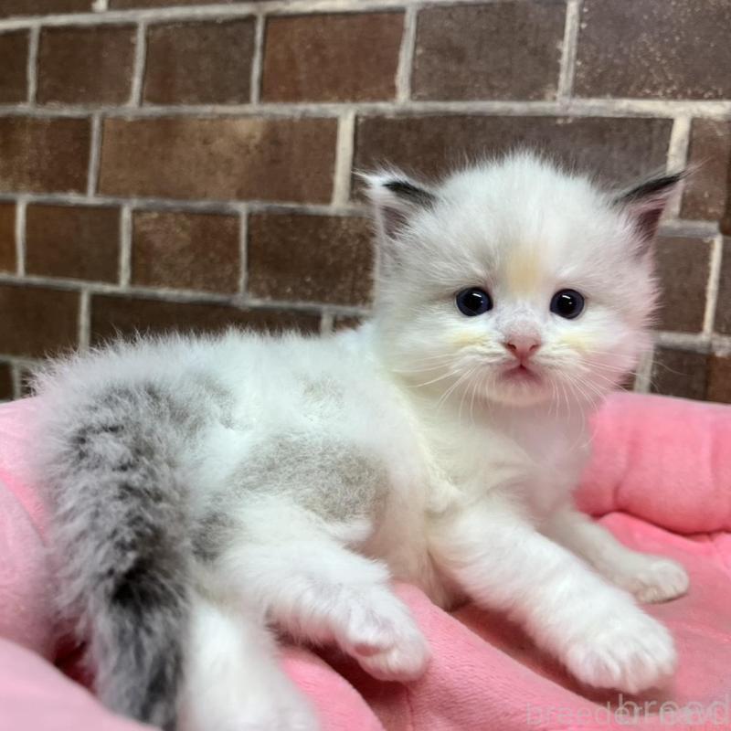 販売中の東京都のラグドール-134648の3枚目