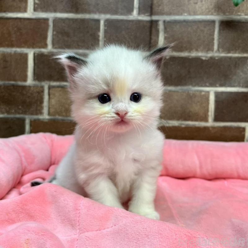 販売中の東京都のラグドール-134648