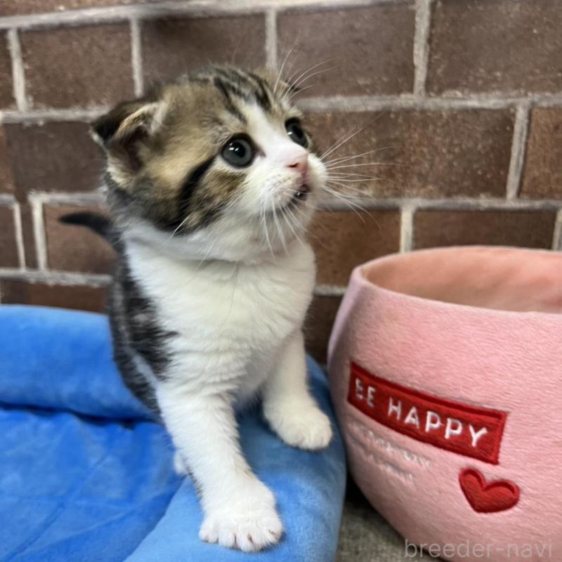 販売中の東京都のスコティッシュフォールド(折れ耳)-134649の9枚目