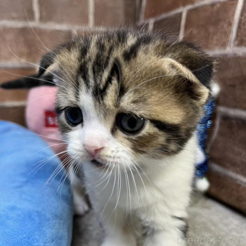 販売中の東京都のスコティッシュフォールド(折れ耳)-134649の8枚目