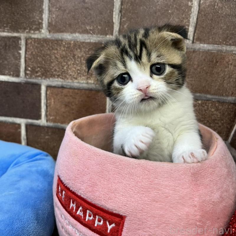 販売中の東京都のスコティッシュフォールド(折れ耳)-134649の7枚目