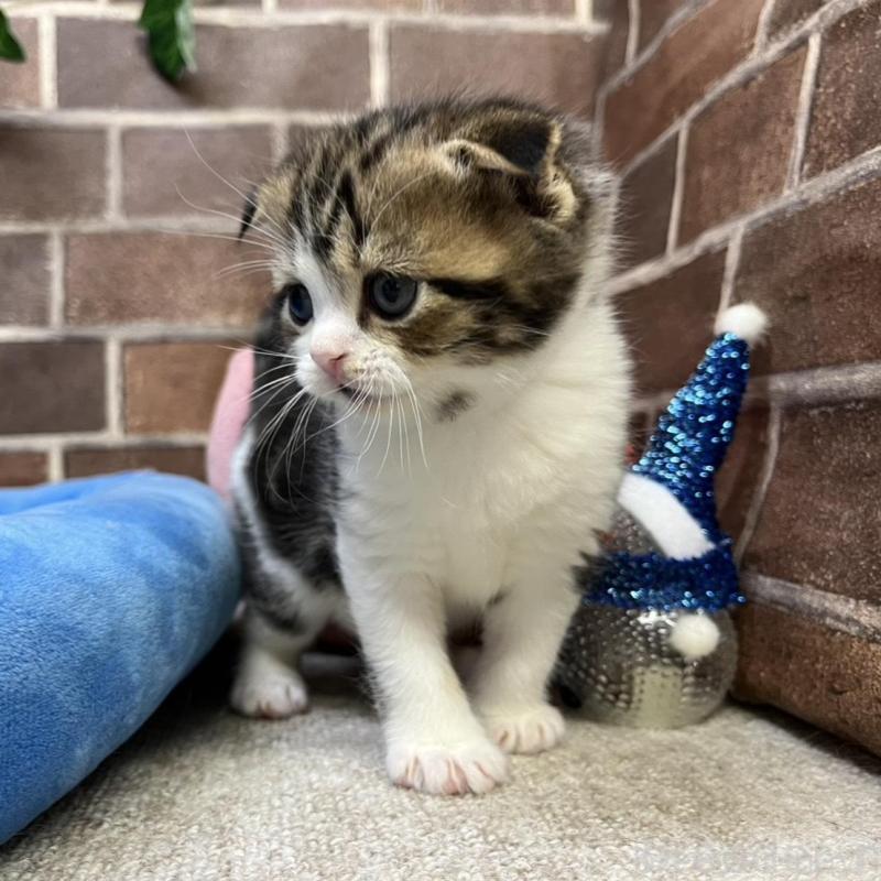 販売中の東京都のスコティッシュフォールド(折れ耳)-134649の6枚目