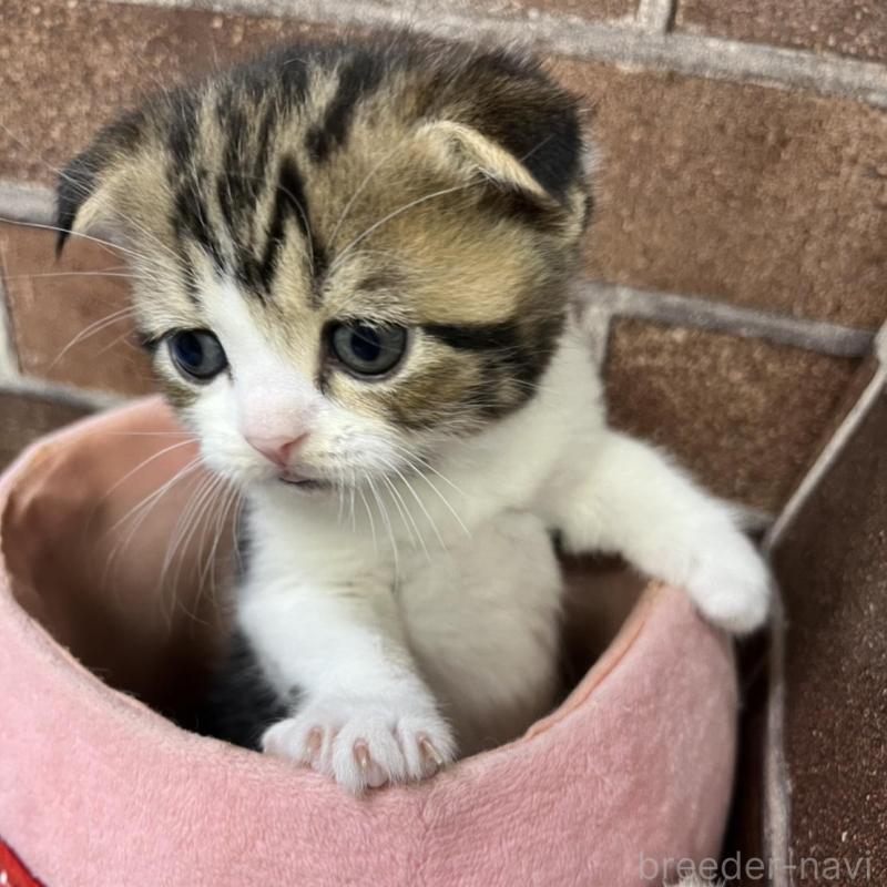 販売中の東京都のスコティッシュフォールド(折れ耳)-134649の4枚目