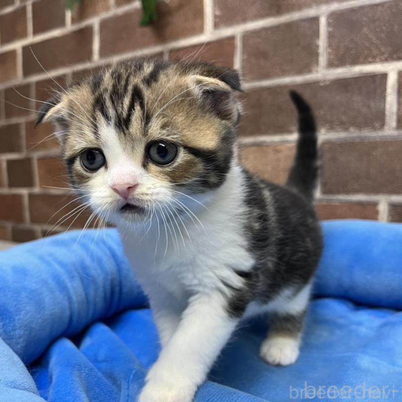 販売中の東京都のスコティッシュフォールド(折れ耳)-134649