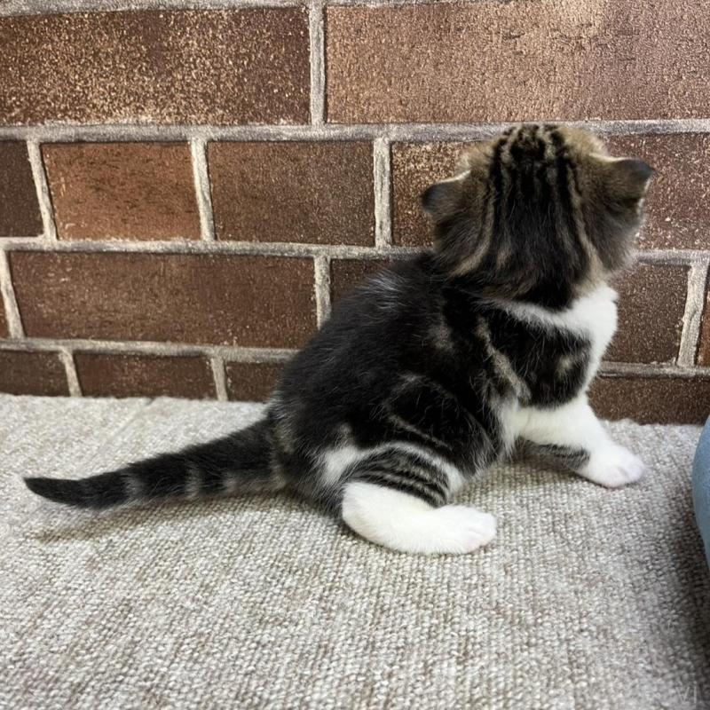 販売中の東京都のスコティッシュフォールド(折れ耳)-134649の2枚目